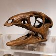 IMG_20200304_001313.jpg Dryosaurus Altus  - Dinosaur Skull