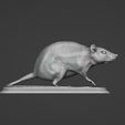 2022-12-30-19_33_00-Blender_-C__Users_lowri_OneDrive_Desktop_Rat_rat.blend.jpg Rat