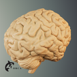 4.png Brain Anatomy STL for Education
