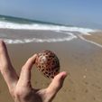 IMG_7129.jpg Cowrie (Cypraea Tigris) - sea conch