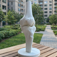 joelho2.png Anatomical Human Knee Assembly