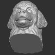 16.jpg Puppy of Bernese Mountain Dog head for 3D printing
