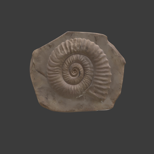 ammonite fossil 3D model
