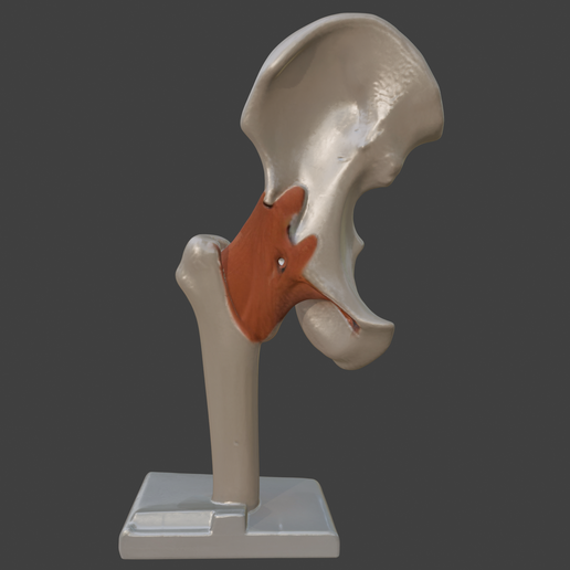 5.png 3D Hip Joint Anatomy Model