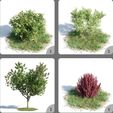 YHK_NMQ8.jpeg Ornamental Bushes Plant Tree Home Decor 3d Model 1-4