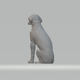 4.png Labrador Retriever Free 3D print model