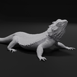 untitled.png Bearded Dragon Realistic Lizard