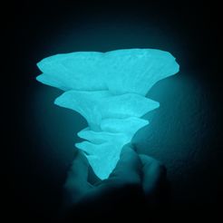 Mushroom shelf “Pleurotus Djamor”