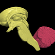 11.PNG.90c2fd0f2a2ddec0803c6756af4190b4.png 3D Model of Human Brain