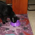 IMG_2530_768.JPG Cat Dish with Portion Control