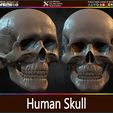 Highly-Detailed-Human-Skull-008.jpg Highly Detailed Human Skull