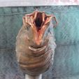 IMG_1349.jpg Alien Facehugger Emerging from an Egg