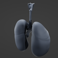 L7.png Human Lungs