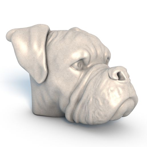 Boxer-Dog-Head0005.jpg Tête de chien Boxer