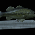 Bass-statue-12.png fish Largemouth Bass / Micropterus salmoides statue detailed texture for 3d printing