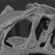 Screenshot-2023-12-18-161242.jpg Allosaurus Dinosaur Skull Replica