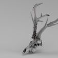 Render_01_030040.jpg 001715 Rehschädel - 3D-Rohscan