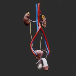 Male_Reproductive_System.png Fichier 3D Anatomie du système reproducteur masculin・Design pour impression 3D à télécharger