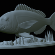 Dentex-statue-1-28.png fish Common dentex / dentex dentex statue underwater detailed texture for 3d printing
