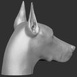 9.jpg Dobermann head for 3D printing