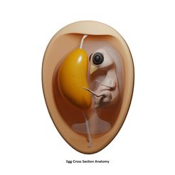 Egg_Cross_Section_Embryo_Anatomy_1.jpg 3D file Egg Cross Section Embryo Anatomy・Design to download and 3D print