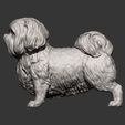 British-Shih-Tzu12.jpg British Shih Tzu 3D print model