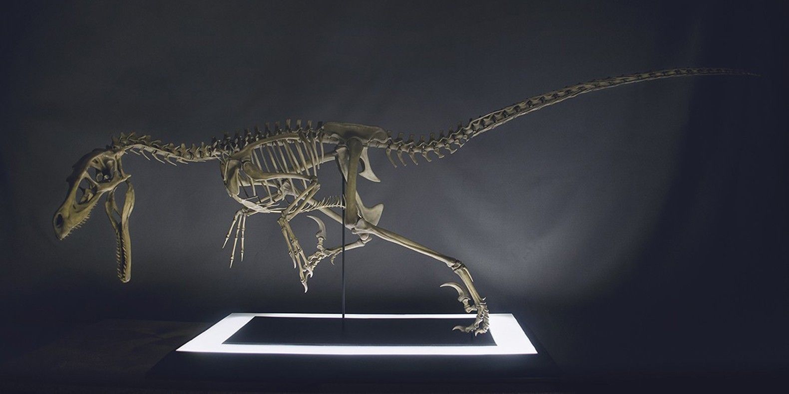 Find here a selection of the best 3D models of 3D printable dinosaurs