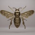 HI-1.jpg Fly