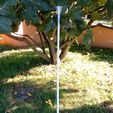 Outil-figue-6.jpg Fig pickings