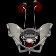 1.jpg 3D Model of Female Reproductive, Urinary System, Hip and Sacrum