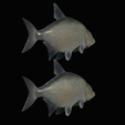 Bream-fish-12.png fish Common bream / Abramis brama solo model detailed texture for 3d printing
