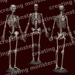 esqueleto.jpg Human skeleton