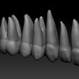 labial-oblique.png full anatomy upper and lower teeth 1