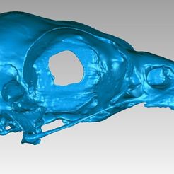 Skull.jpg STL-Datei Schädel eines Fischadlers (Pandion haliaetus) kostenlos・Design für 3D-Drucker zum herunterladen