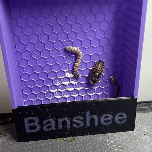 IMG_7755.jpg Reptile Insect Feeder Box