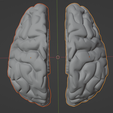 18.png 3D Model of Left and Right Brain