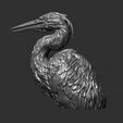 21.jpg Grey Heron bust