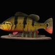 Peacock-Bass-statue-1-3-11.png FISH in motion Peacock bass (Cichla ocellaris) fish natural base detailed texture for 3d printing