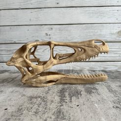 Full size Velociraptor skeleton Part05/05