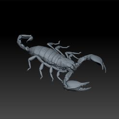 c111.jpg scorpion