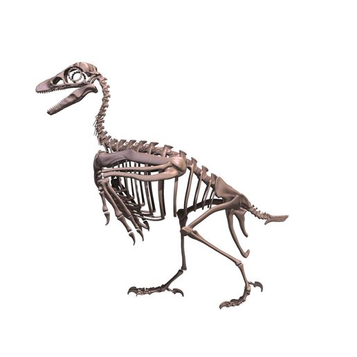 🐦 Avisaurus darwini: prehistoric bird・ STL File for 3D printing and CNC ...