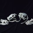 snake-skulls-bundle-image-stl-3d-print_cover.jpg Realistic Snake Skull Collection