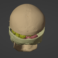 4.png 3D Model of Skull and Brain with Brain Stem