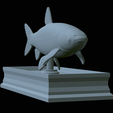 Grass-carp-statue-26.png fish grass carp / Ctenopharyngodon idella statue detailed texture for 3d printing