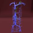 file-38.jpg Venous system thorax abdominal vein labelled 3D model