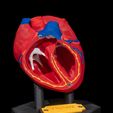 Heart-Anatomical-Model-2.jpg Heart Anatomical Model