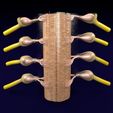 spinal-cord-transverse-section-coverings-label-3d-model-3.jpg Spinal cord transverse section coverings label 3D model