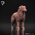Bernese-Mountain-Dog-Pose-02-Dog-3D-Print-1s.jpeg Bernese Mountain Dog 3D Print Model Pose 02