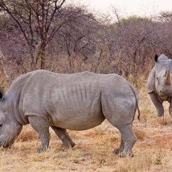 Waterberg_Nashorn2.jpg Бесплатный STL файл Конструктор "Носорог гражданской войны" для любителей желтых стен・3D-печатная модель для скачивания