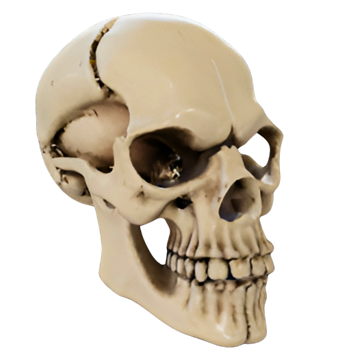 高級素材使用ブランド 💀 Fractured Human Skull Replica・ STL File for 3D printing ジャケット・アウター